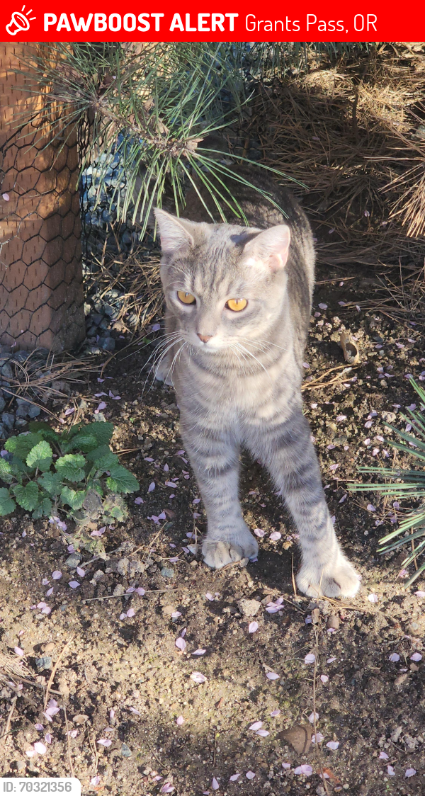 Lost Female Cat last seen Plumlee way, Grants Pass, OR 97527