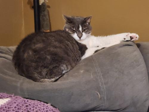Lost Female Cat last seen Near Edgemere ave , West Hartford, CT 06110