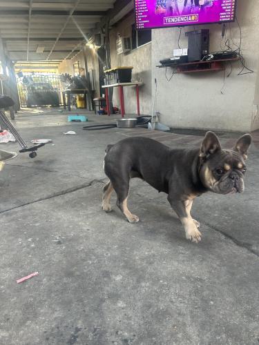 Lost Female Dog last seen Lehigh an nettleten, Los Angeles, CA 91352