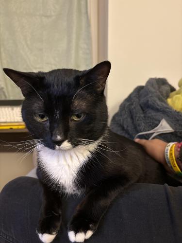Lost Male Cat last seen Pioneer dr, Arwell ct, Severn, MD 21144