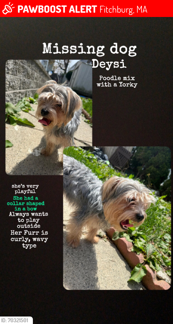 Lost Female Dog last seen Near 5th Massachusetts Turnpike, Fitchburg, MA 01420