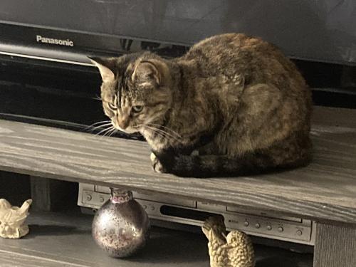 Lost Female Cat last seen Palms , Campbell, CA 95008