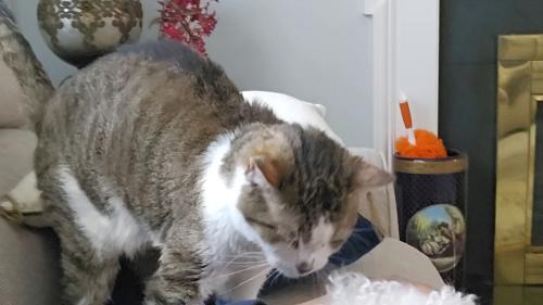 Lost Female Cat last seen Webster Ave, New Rochelle, NY 10801