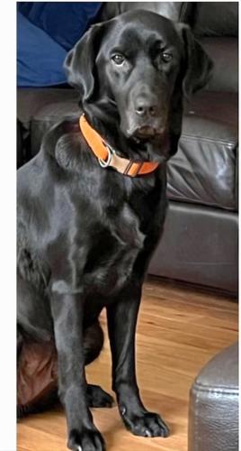 Lost Female Dog last seen Stoncrest subdivision , Riceville, TN 37370