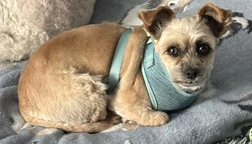 Lost Female Dog last seen 107th st and between Yukon and Prairie , Inglewood, CA 90303