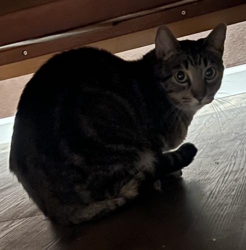 Lost Female Cat last seen 192nd and 78th frederickson, Spanaway, WA 98387