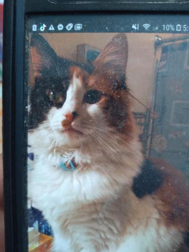 Lost Female Cat last seen Newhope street and east Hampton way I'm raleigh 27604, Raleigh, NC 27604
