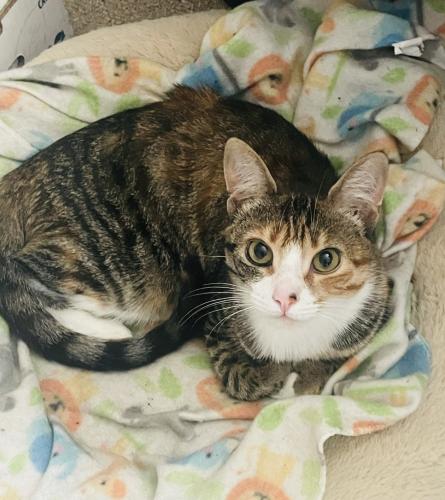 Lost Female Cat last seen Ryan Road off of Route 9 South, Manalapan Township, NJ 07726