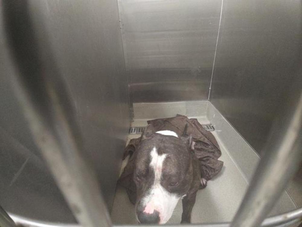 Shelter Stray Male Dog last seen Near BLOCK SE 5 ST, DANIA FL 33004, Davie, FL 33312