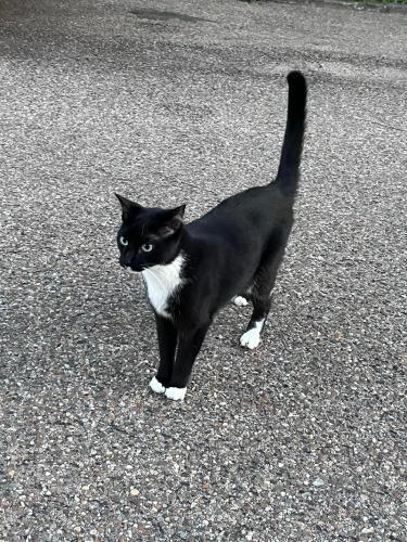 Found/Stray Unknown Cat last seen Clintonville , Columbus, OH 43202