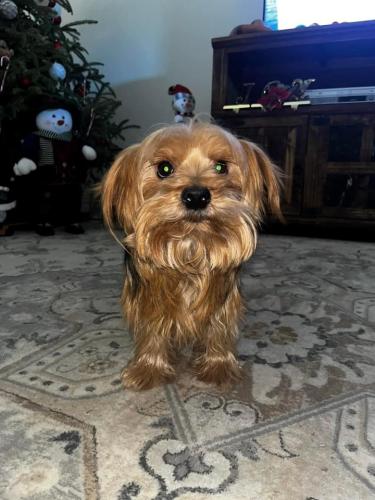 Lost Male Dog last seen Forest Woods Subdivision in Natalia, Texas , Natalia, TX 78059
