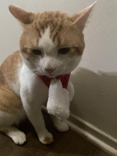 Lost Male Cat last seen Near N New Hampshire ave, Los Angeles, CA 90004