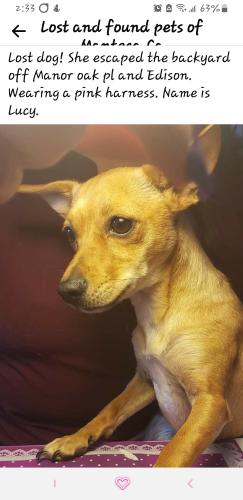 Lost Female Dog last seen Edison, Manteca, CA 95336