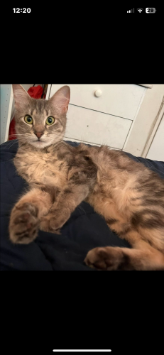 Lost Female Cat last seen 227th and normandie , Torrance, CA 90501