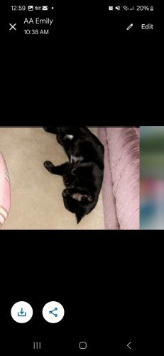 Lost Female Cat last seen Broadview rd and mazepa trl, Cleveland, OH 44134