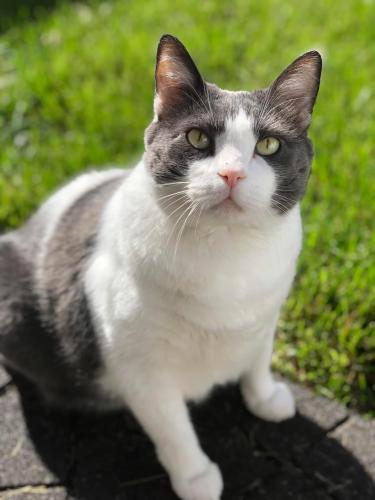Lost Male Cat last seen N Crown Hill Road & Smucker Road, Orrville, OH 44667
