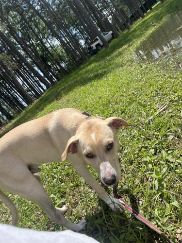 Lost Male Dog last seen Near walden street , Soddy-Daisy, TN 37379