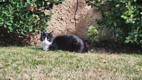Lost Male Cat last seen Lupita dr , Santa Clarita, CA 91355