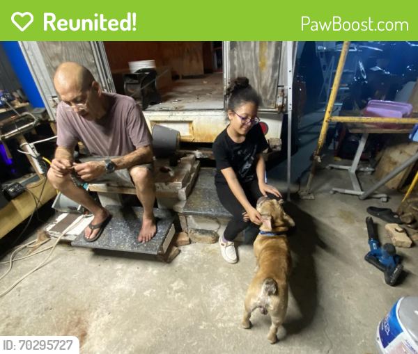 Reunited Male Dog last seen Arthur St. & 70 Terrace, Hollywood, FL 33024