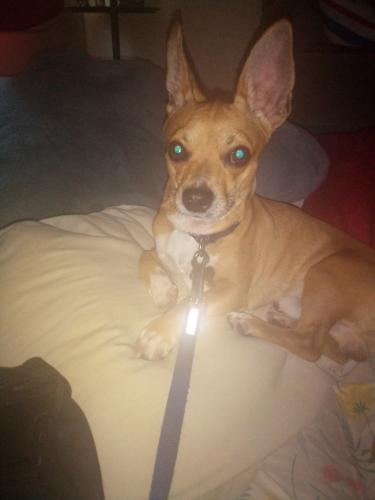 Lost Male Dog last seen San Joaquin County , Tracy, CA 95376