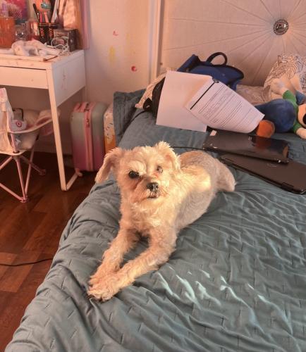 Lost Female Dog last seen 99th st and central, Los Angeles, CA 90002