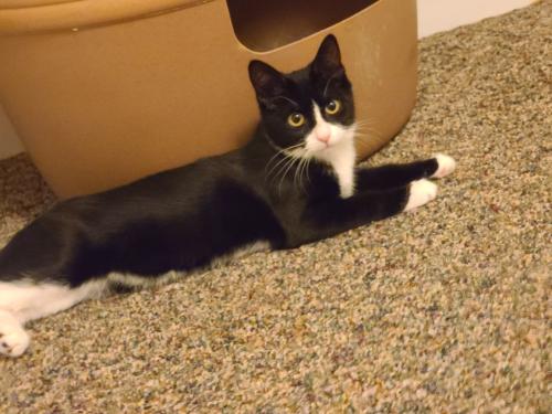 Lost Female Cat last seen Across from tattoo shop , Pequannock Township, NJ 07444