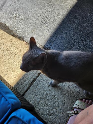 Found/Stray Unknown Cat last seen Cherry Botton and Johnstown Rd , Columbus, OH 43230