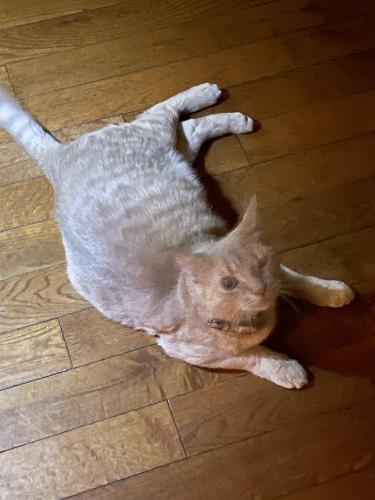Lost Male Cat last seen Aylesbury Dr. South Westerville, Westerville, OH 43082