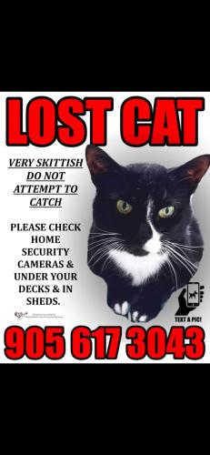 Lost Female Cat last seen idk, Burlington, ON L7T 3Y5