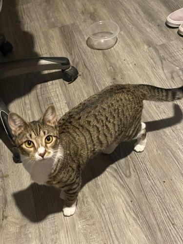 Lost Female Cat last seen Near Vincent avenue Troy Ohio , Troy, OH 45373