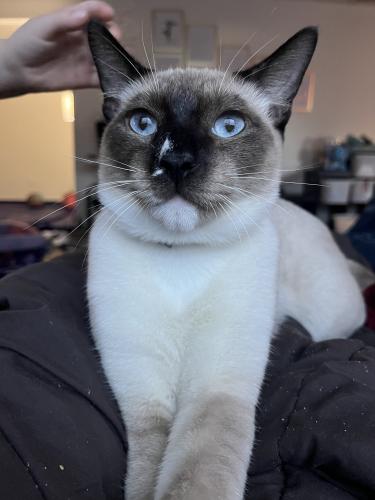 Lost Male Cat last seen 200th ST E and Meridian Ave E, Graham, WA 98375