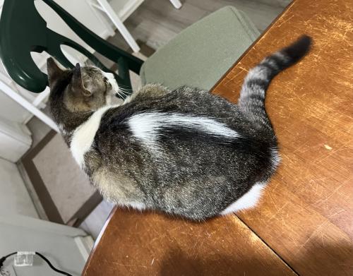 Lost Female Cat last seen SW 103rd Ave and Laurel St, Beaverton, OR 97225