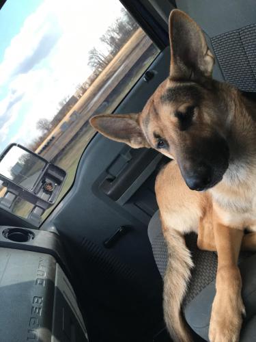 Lost Male Dog last seen Near Durrett Road and 104/Jackson Pike, Orient, OH 43146
