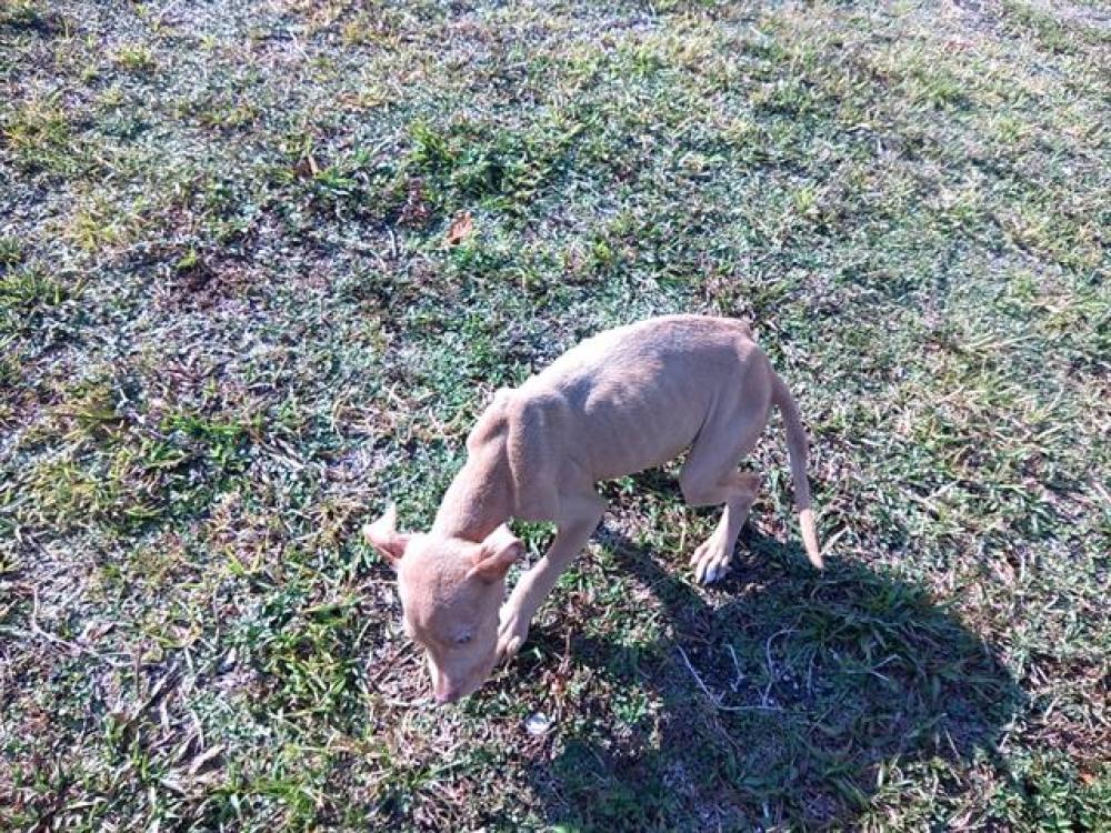 Shelter Stray Male Dog last seen Near BLOCK NW 25 ST, SUNRISE FL 33322, Davie, FL 33312