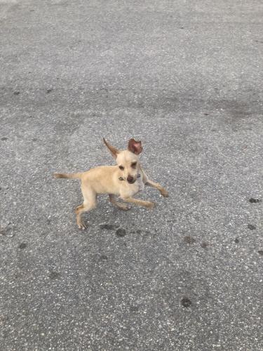 Lost Female Dog last seen Mar mak , Lake Worth Beach, FL 33461