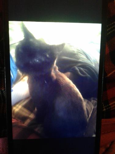 Lost Male Cat last seen Near dale Ave , Columbus, OH 43213