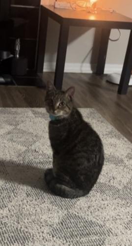 Lost Male Cat last seen Fayetteville Rd, Durham, NC 27713