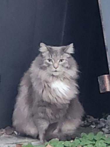 Lost Male Cat last seen Mooresville cemetery , Mooresville, IN 46158