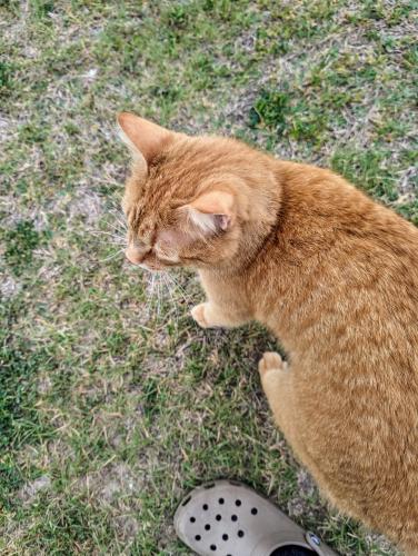 Lost Male Cat last seen Near Berniece Jones Rd, Argyle, TX, Argyle, TX 76226