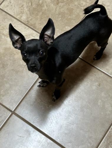 Lost Female Dog last seen LGI s - Preserve at Medina, San Antonio, TX 78073