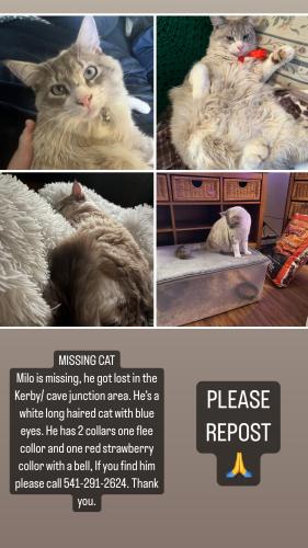Lost Male Cat last seen Near redwood highway kerby oregon 97534, Kerby, OR 97531