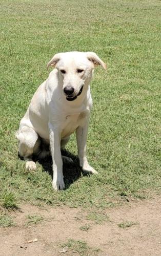 Lost Male Dog last seen Rural neighborhood near the Osage Casino, Tulsa, OK 74126