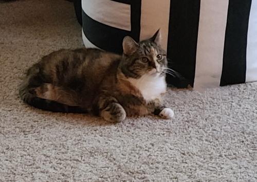 Lost Female Cat last seen E. Florence Dr, Meridian, ID 83642