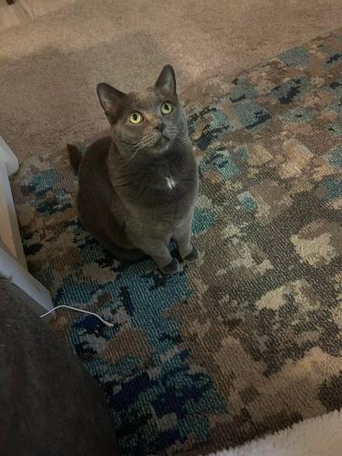 Lost Female Cat last seen Southport/Sherman Gray Pond Court, Southport, IN 46227