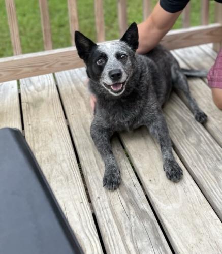 Lost Female Dog last seen Lightwood Knot Rd / Lightwood Farm Subdivision, Greenville County, SC 29650
