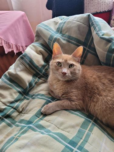 Lost Female Cat last seen Off of Mansfield road, Mount Vernon, OH 43050
