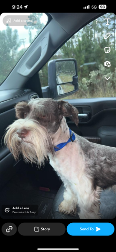 Lost Male Dog last seen Pine hill acres/pine forest, Summerville, SC 29483