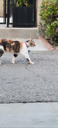 Lost Female Cat last seen Western and Cerritos , Stanton, CA 90680