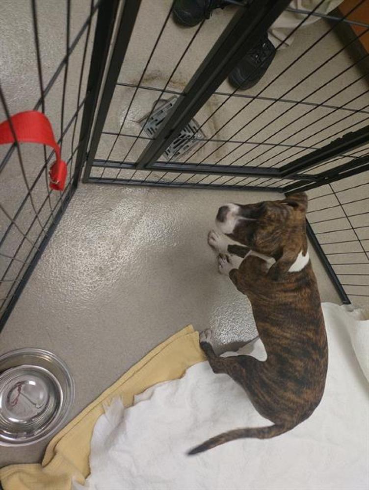 Shelter Stray Unknown Dog last seen Near BLOCK NW 7 ST, Fort Lauderdale, Florida, Davie, FL 33312
