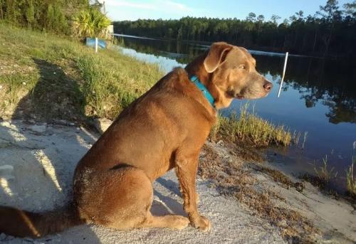 Lost Male Dog last seen Burmah dr, Quincy, FL 32351